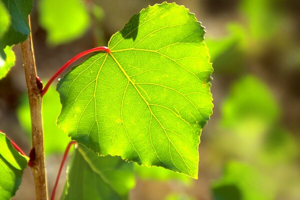 Hoja de tilo de primavera al sol