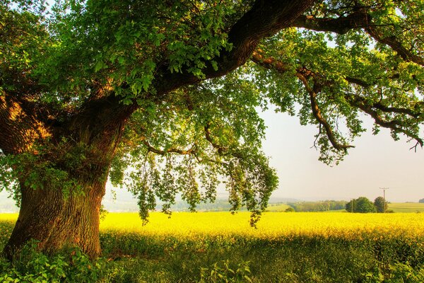 Einsame mächtige Eiche auf dem Feld