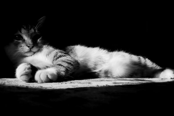 En una foto en blanco y negro yace un gatito