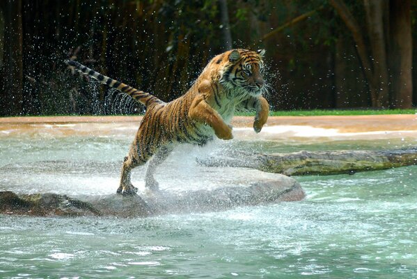 Der edle Tiger ist bereit, ins Wasser zu springen