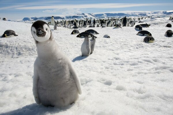 A curious baby penguin is stomping on the snow