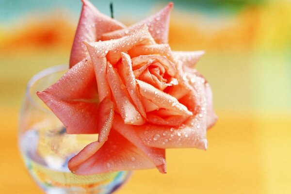 Rosa en gotas de rocío en un vaso