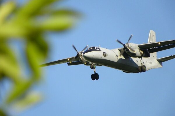 Military somoletea sky background and branches