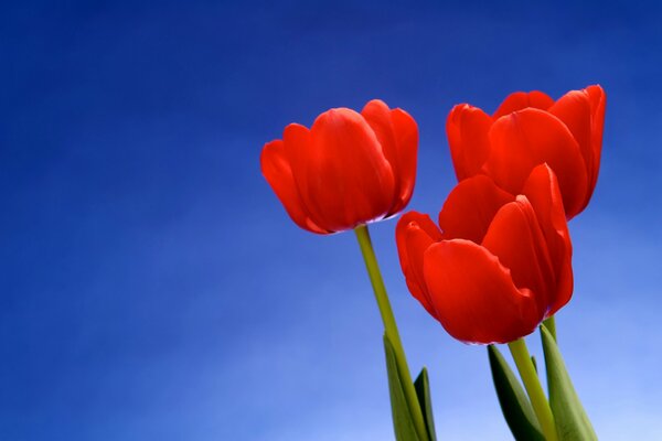 Tres tulipanes rojos sobre fondo azul-golbo