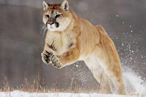 Salto di una grande lince su uno sfondo di manto nevoso