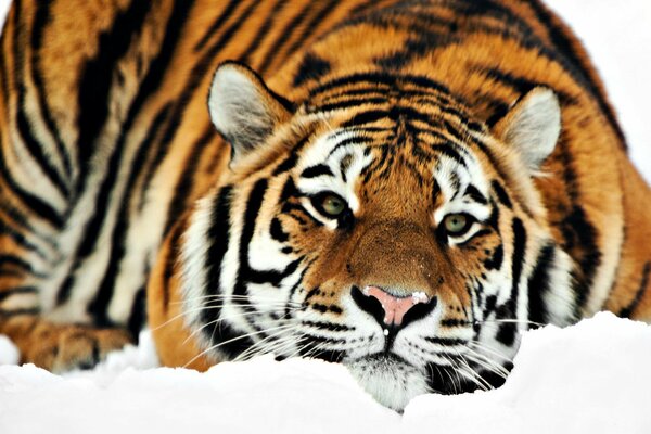 Un tigre con ojos de gato yace en la nieve