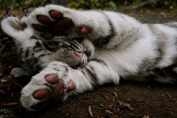 Le tigre près de la clôture dort en fermant le museau avec ses pattes