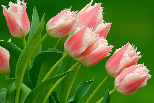 Różowe i białe tulipany frotte na zielonym tle