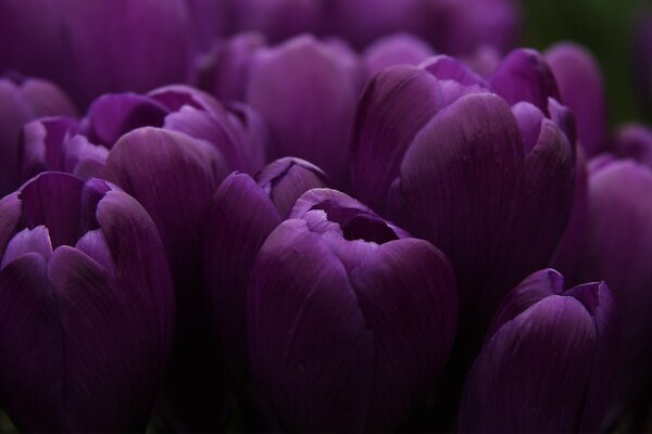 Bouquet de tulipes violettes sur fond sombre