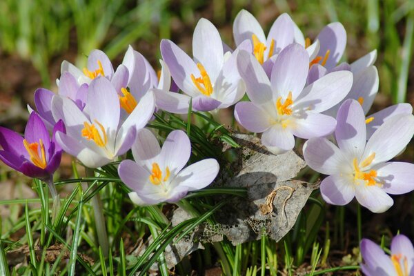 frühlingslilafarbene Krokusse um den Stein