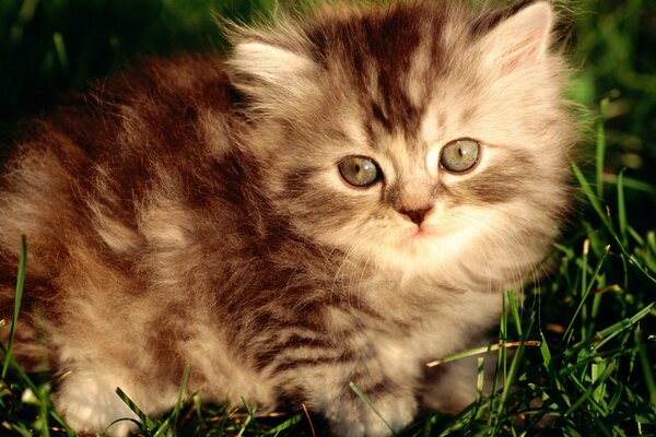 Fluffy little kitten sitting in the grass