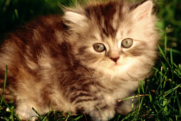 Puszysty mały kotek siedzi w trawie