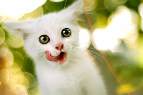 Biały kotek wyłupiaste oczy i lizanie