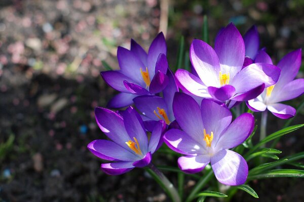 Spring macro bouquet of primroses crocuses