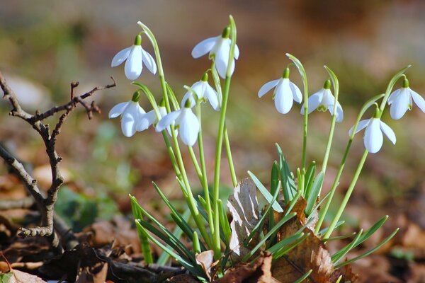 The first spring flowers are snowdrops among last year s dry leaves