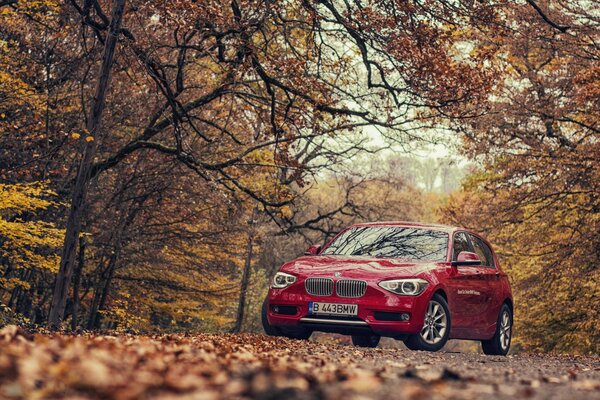 Czerwone BMW pod sklepieniami drzew w jesiennym lesie