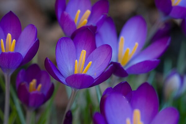 Frühlingskrokusse sind purpurrot mit gelben Mitten