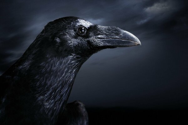 Occhio nero di un corvo nell oscurità