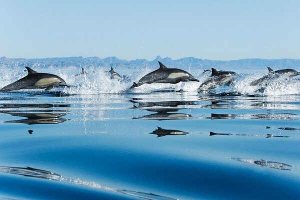 Superficie blu dell acqua e nuoto dei delfini