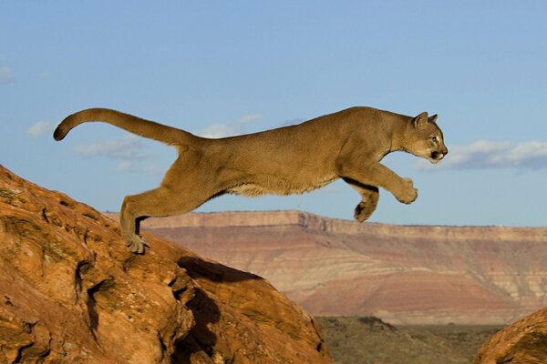 Poderoso Cougar se cierne en un salto sobre las rocas