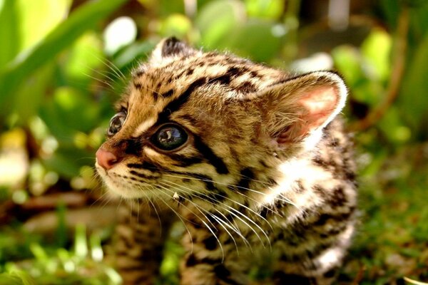 Primer plano de un gatito guepardo con ojos de cuentas