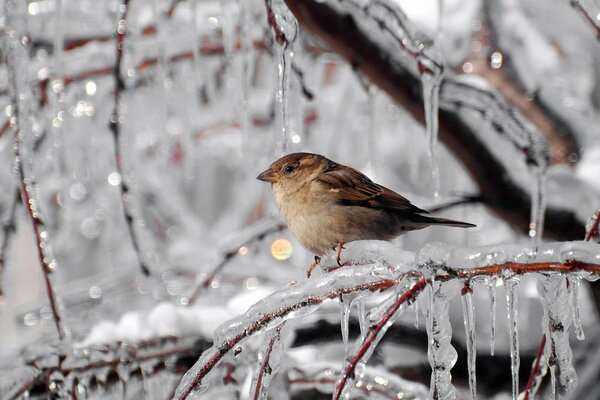 A sparrow on the icy branches of a tree with icicles