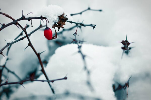 Red rosehip berry on a winter bush