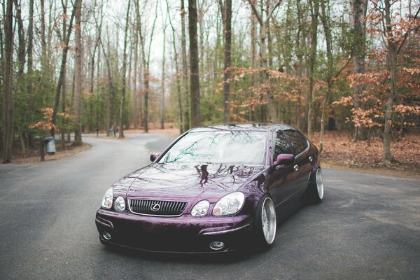 Lexus is on the road in the woods. There are trees behind him