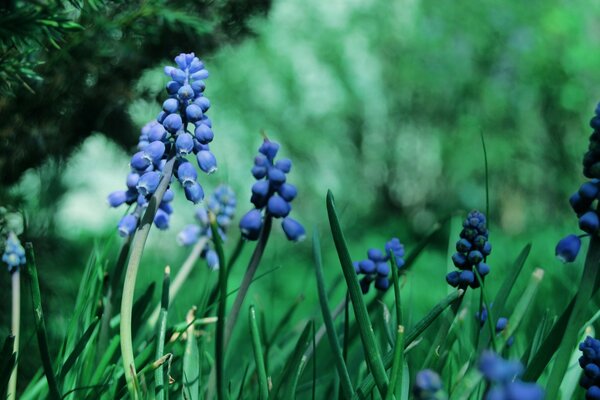 Niebieskie kwiaty Muscari na rozmytym zielonym tle