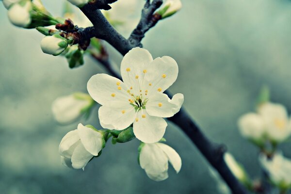 Frühlingsblume, die auf einem Baum wächst