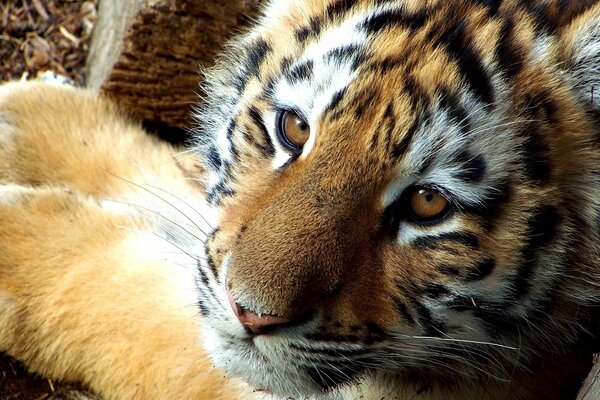 Cachorro de tigre con un hermoso color y buenos ojos