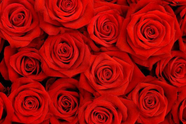 Bouquet of red roses