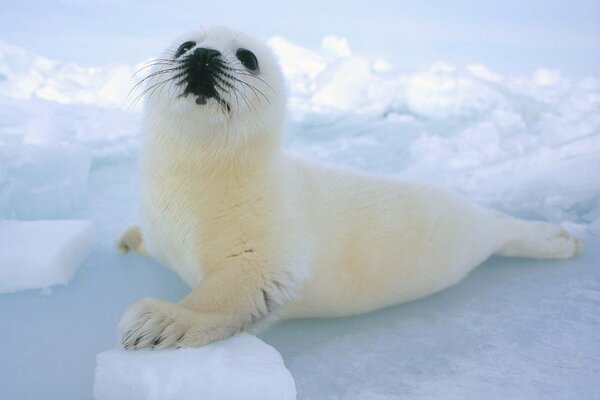 Маленький белый усатый тюлень положил лапку на кусок льда
