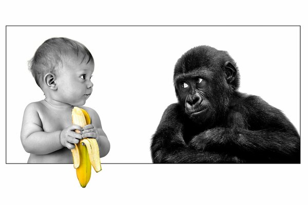 Черно-белое изображение ребёнка с цветным бананом и гориллы