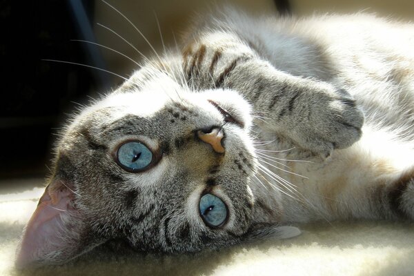 Un gatto giocoso con gli occhi azzurri giace sul tappeto