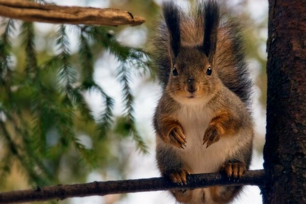 Lo scoiattolo Peloso tiene le zampe sul nodo dell albero e guarda con curiosità ciò che accade intorno