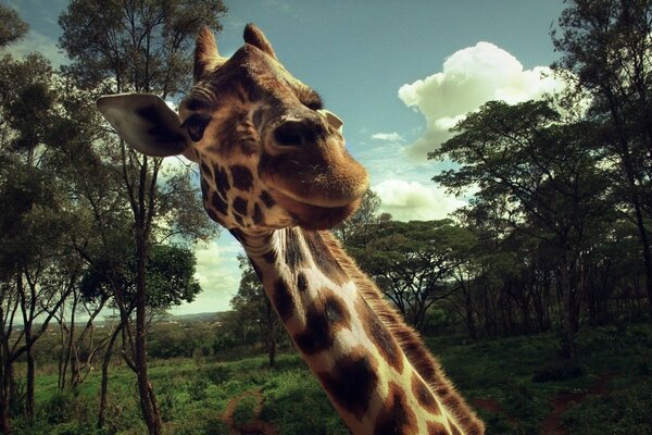 A satisfied giraffe poses for the camera with pleasure