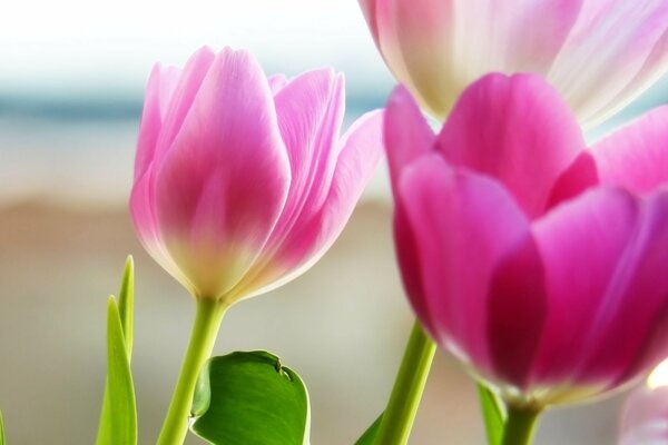 Pink tulips on a blurry background of the seashore