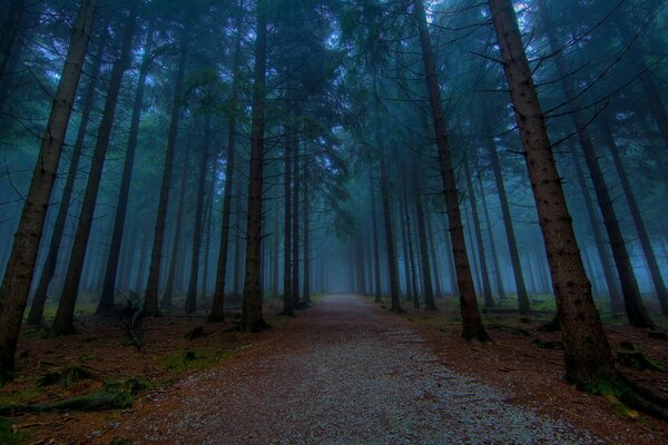 Camino forestal sin fin en el bosque de niebla