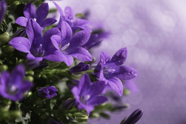 Cloches violettes avec des gouttelettes d eau sur fond flou