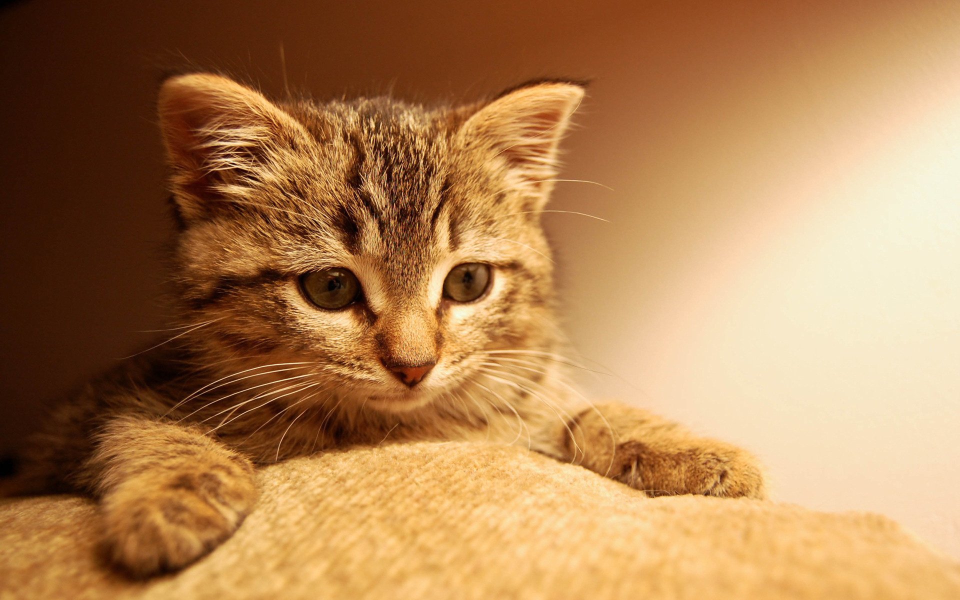 chat vue chaton yeux pattes museau animaux félin