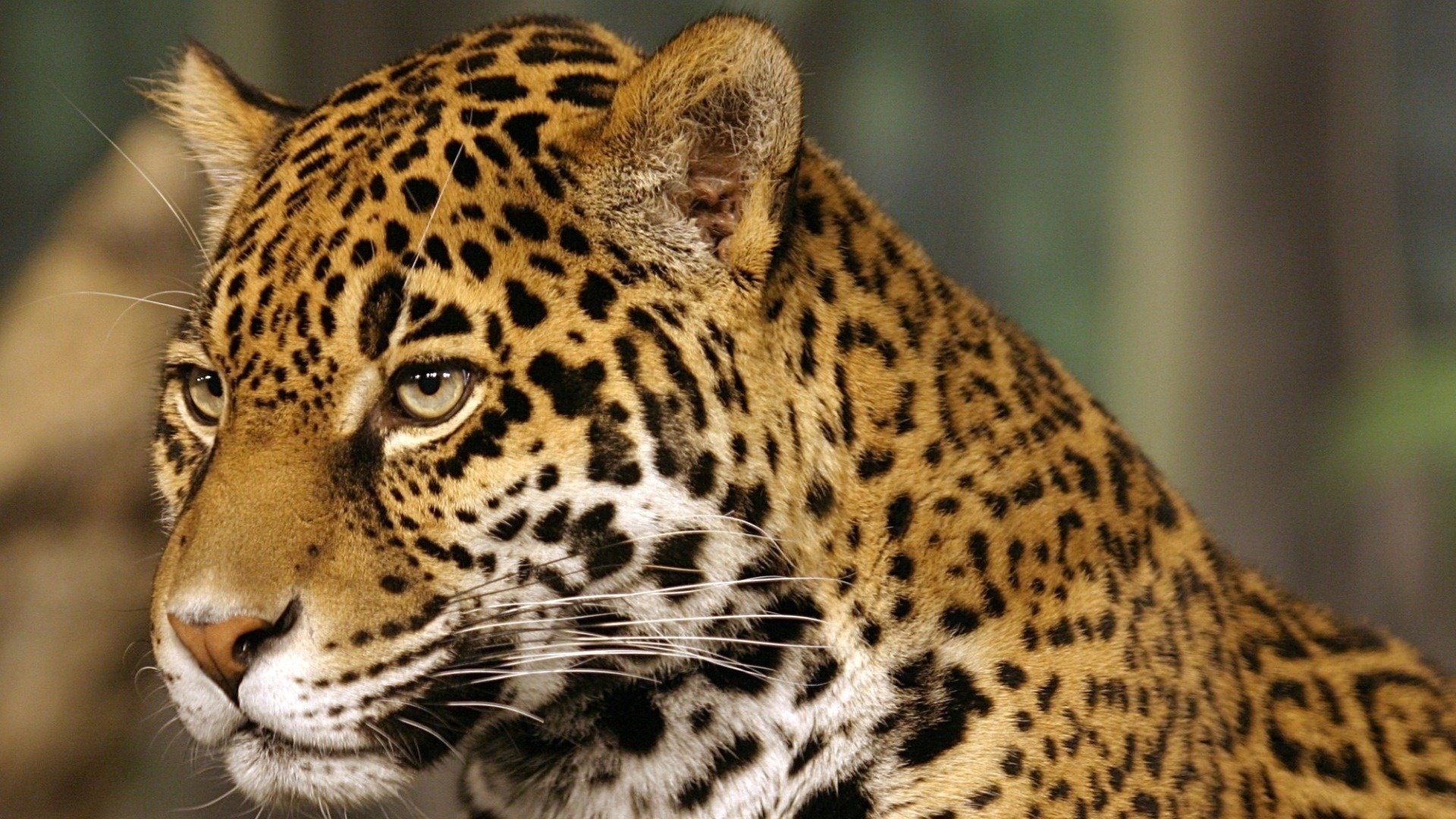 jaguar flecken jaguar katze tiere raubtiere blick katze augen