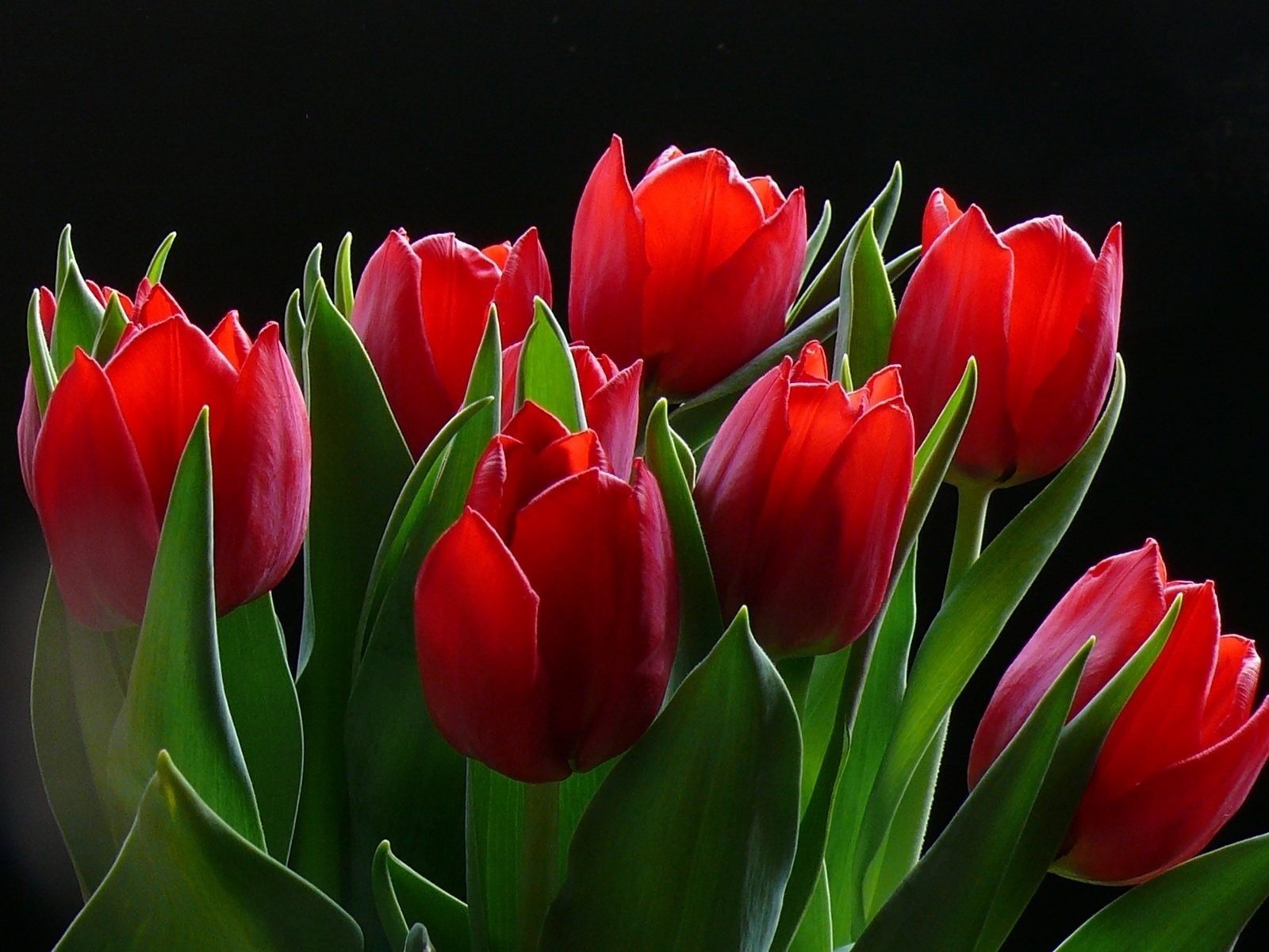 tulpen viele scharlachrot blumenstrauß