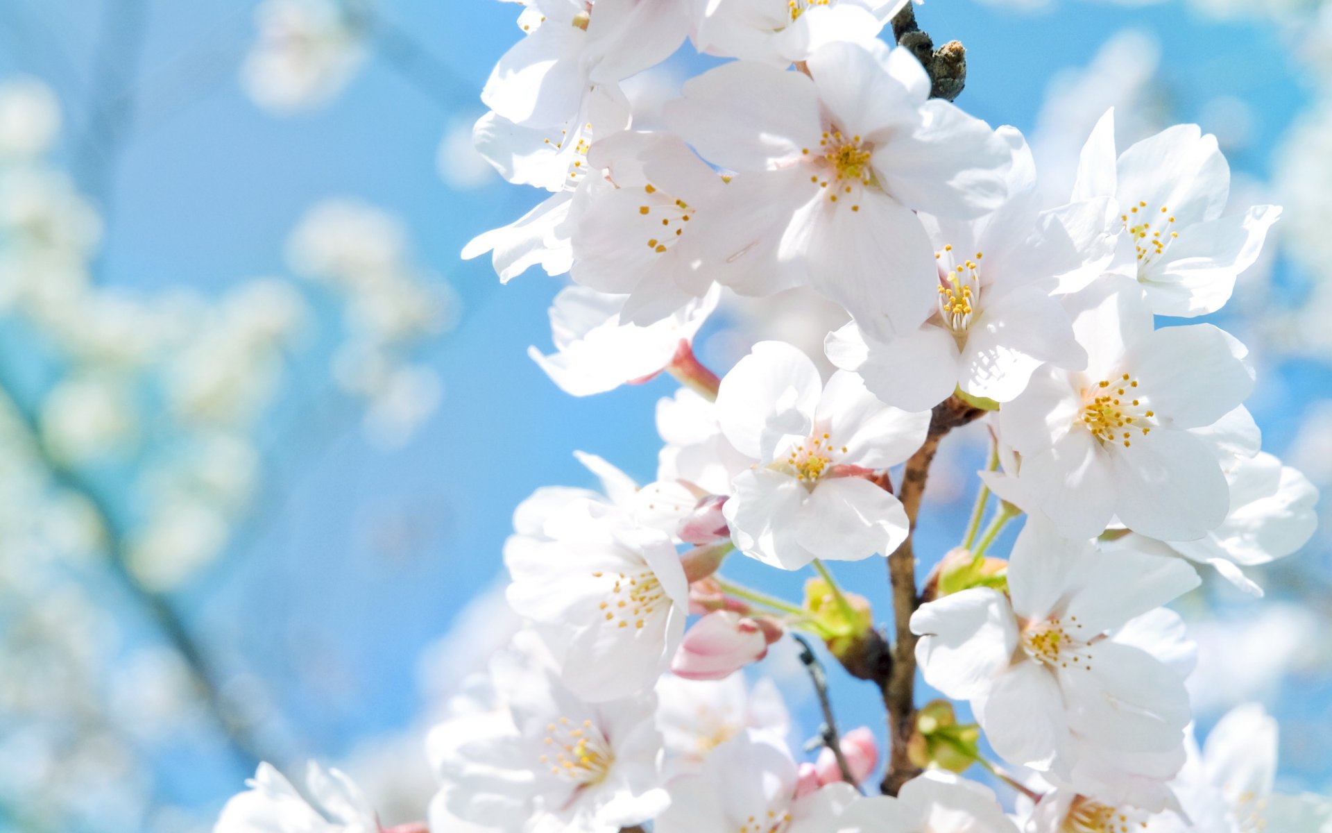 imágenes de primavera manzano flores pétalos calor macro sol primavera