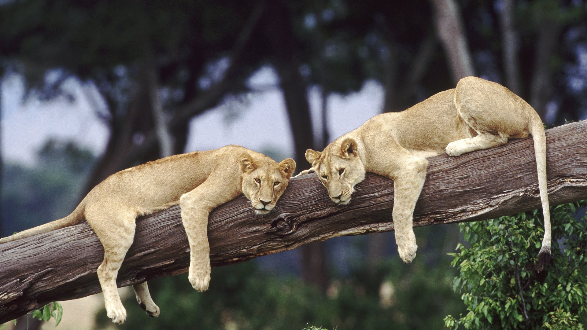 lions chats sauvages repos arbre lion fonds d écran full hd 1920x1080 animaux prédateurs félin vue