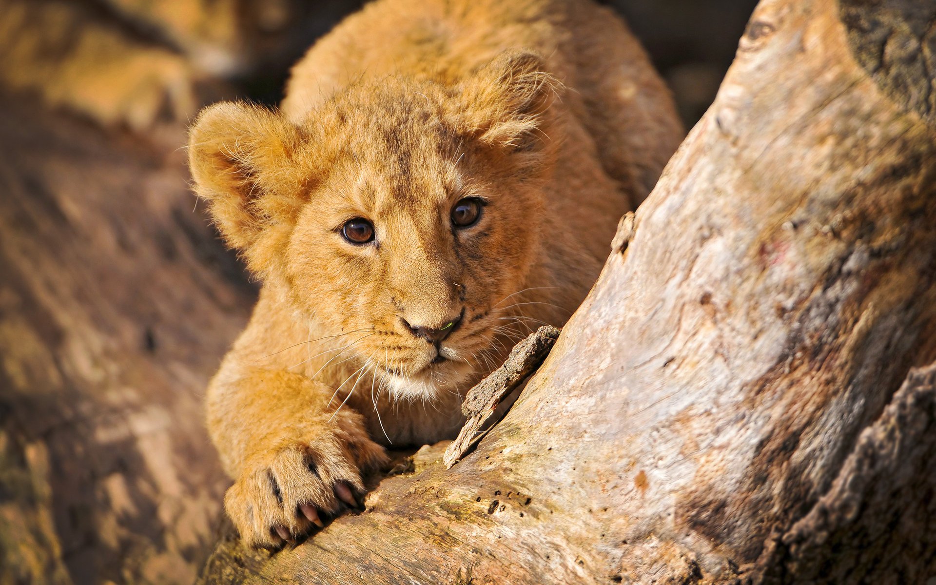 leones animales niños pequeños árbol león tronco tocón gatos salvajes depredadores vista animales felinos ojos