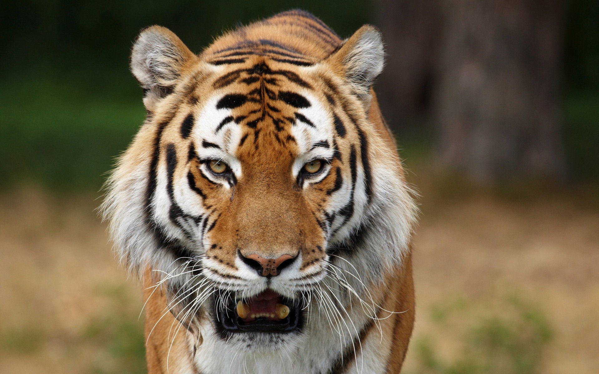 immagini di animali foto di animali gatti selvatici sfondi tigri siberiane predatori animali sguardo occhi di gatto