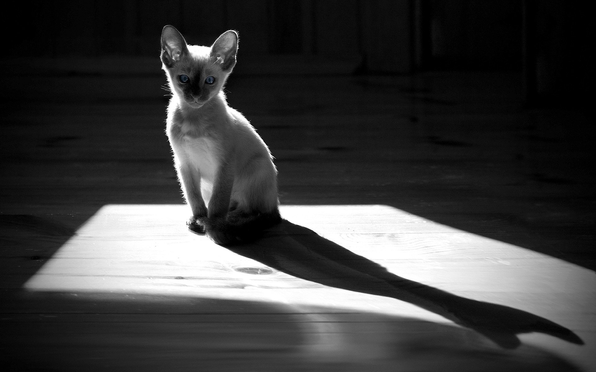 gatto silhouette ombra gatto monocromatico pavimento gattino gattini animali felini parquet grigio luce bianco e nero b / n occhi vista orecchie