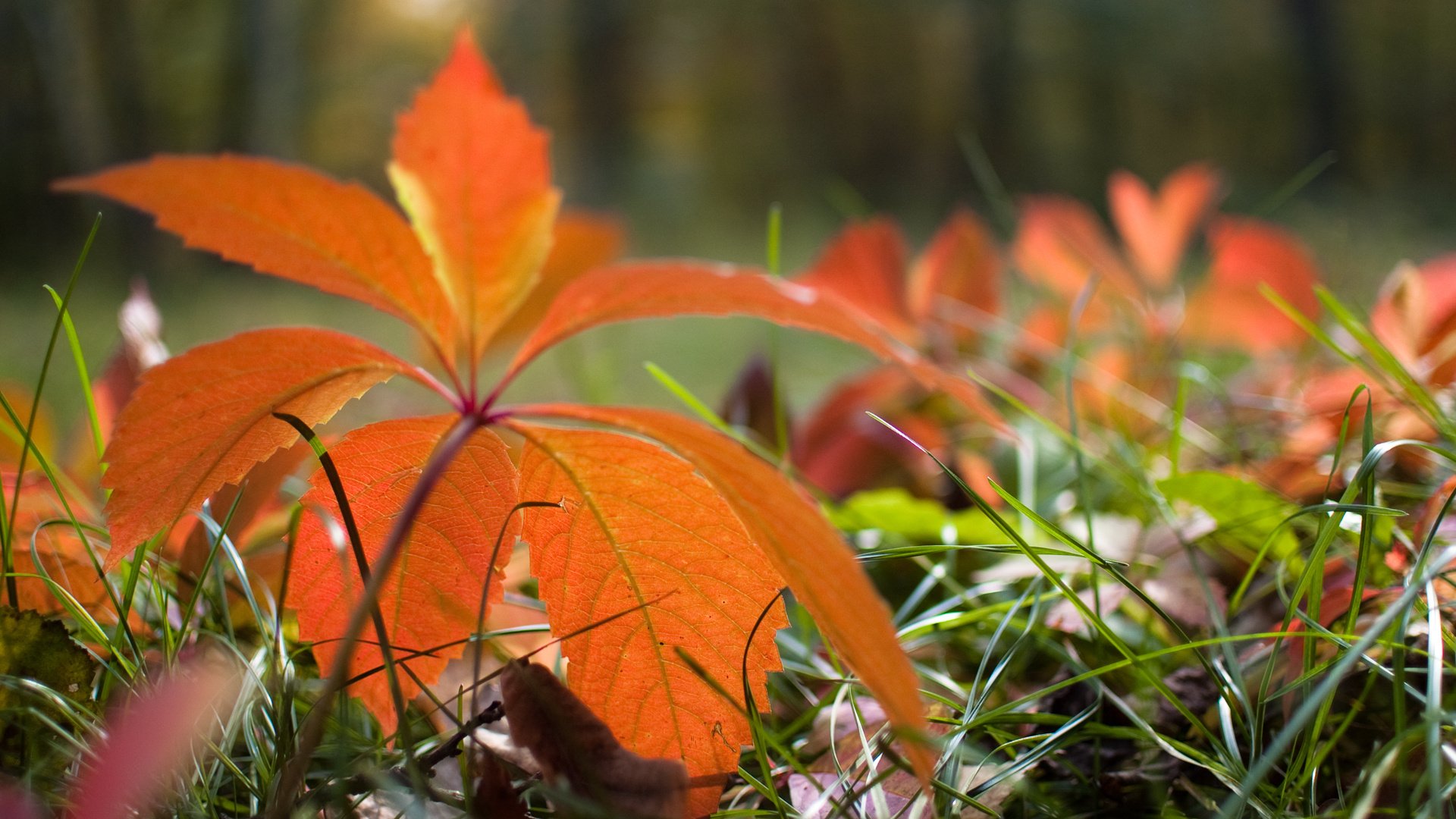 autunno foglie erba natura verde foresta piante