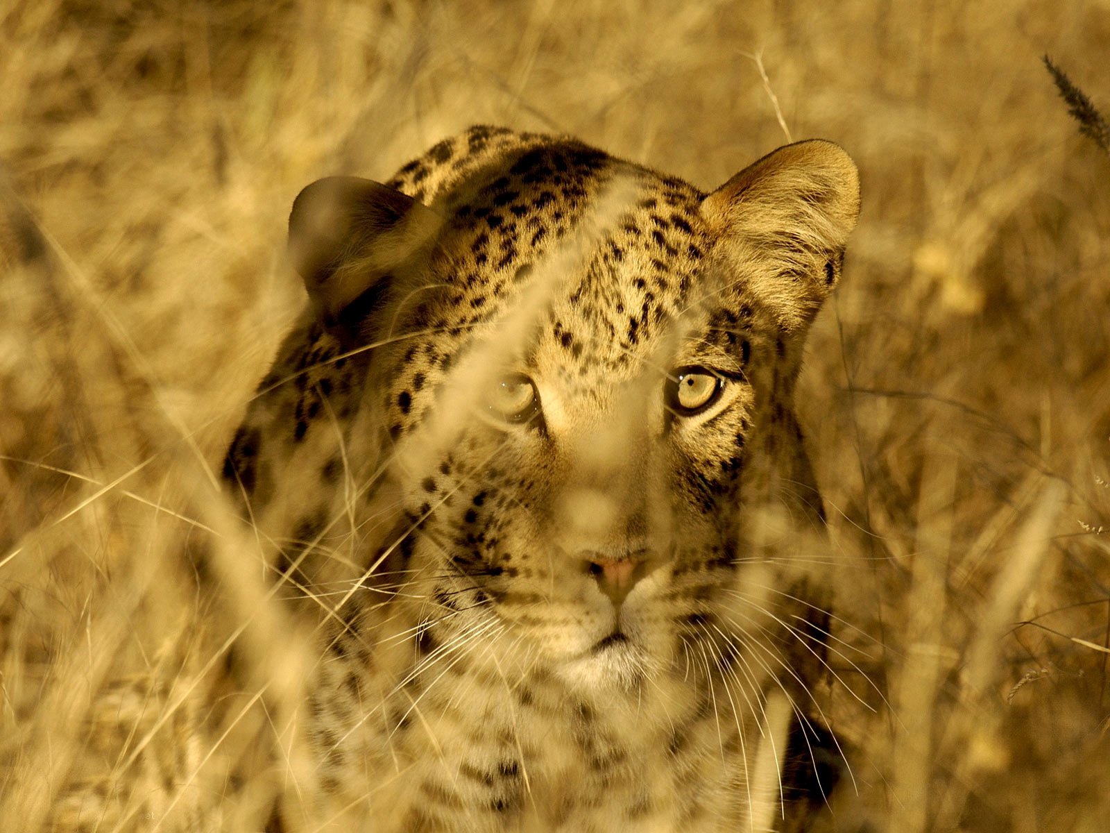 chat sauvage tiges léopard herbe prédateur savane animaux vue félin yeux